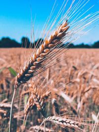 Close-up of wheat growing on field