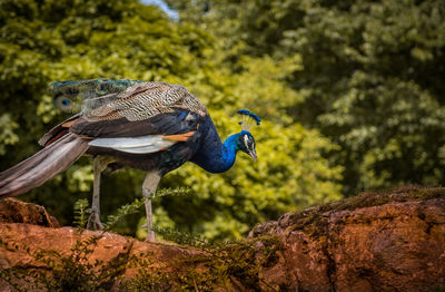 Close-up of bird perching on tree