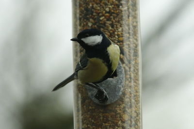 Close-up of bird perching on feeder