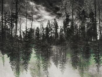 Pine trees in forest against sky