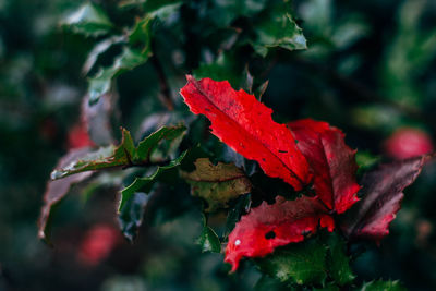 Close-up of red maple leaves on tree