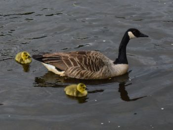 Ducks swimming in lake