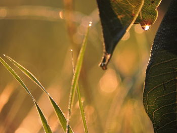 Close-up of raindrops on leaves