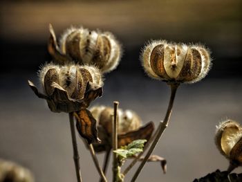 Close-up of wilted flower