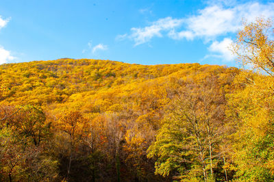 Low angle view of yellow autumn trees against sky