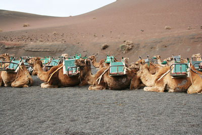 Camels resting in desert against sand dunes