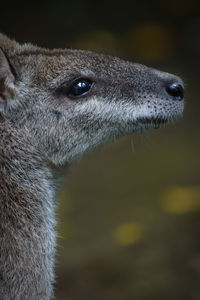 Close-up of deer