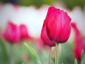 Close-up of pink tulip