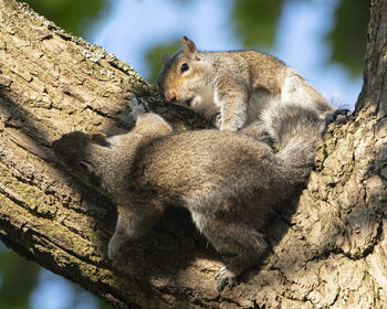 Close-up of squirrel on tree trunk