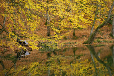 View of autumnal trees by the lake