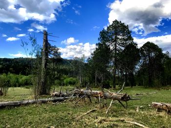 Scenic view of trees growing on field against sky