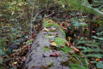 Close-up of moss growing on tree trunk