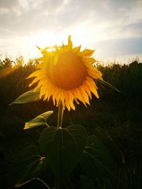 Close-up of sunflower blooming in field