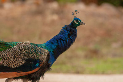 Close-up of peacock