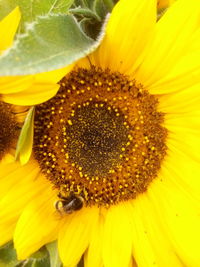 Macro shot of sunflower