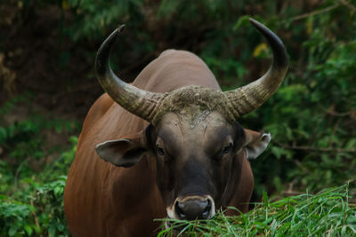 Portrait of horse on field