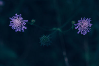 Close-up of purple flowers