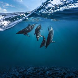 High angle view of fish swimming in sea