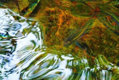 Reflection of trees on water