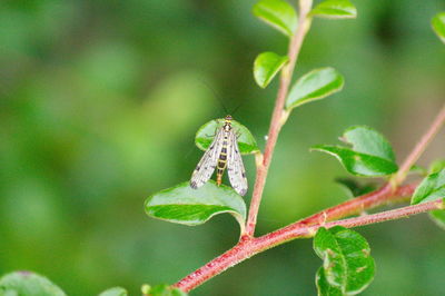 Close-up of insect on plant