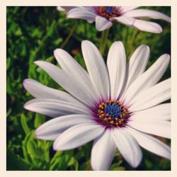 Close-up of osteospermum blooming outdoors