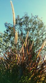 Low angle view of tree against clear sky