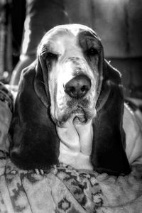 Close-up portrait of dog relaxing on chair