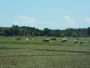 Flock of sheep in a field