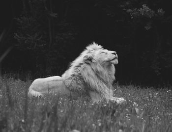 Lion looking away on field