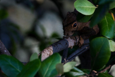 Close-up of squirrel on branch