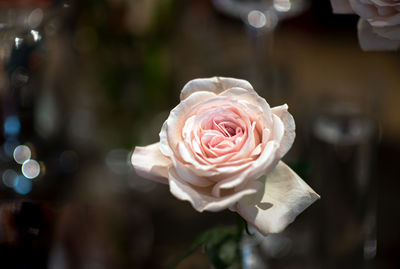 Close-up of white rose