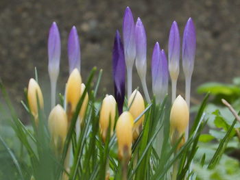 Close-up of purple crocus flowers on field