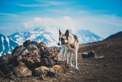 Dog looking away on rock