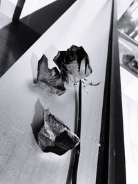 Close-up of flower against water