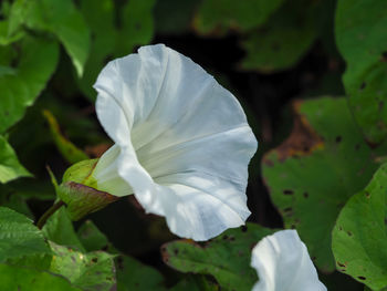 Close-up of white flowering plant