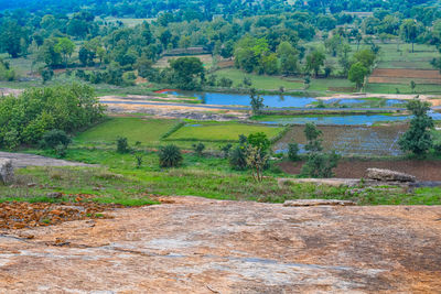 Scenic view of field against trees