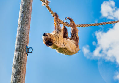 Low angle view of dog hanging against sky