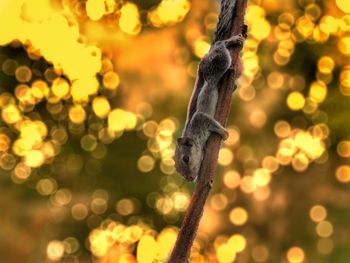 Close-up of squirrel against blurred background