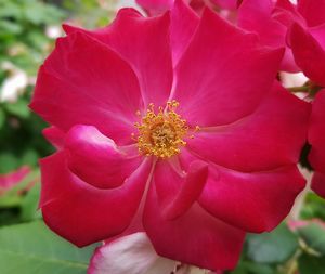 Close up of pink rose flower