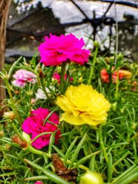 Close-up of yellow flowers blooming outdoors