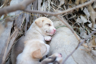 Close-up of puppy sleeping