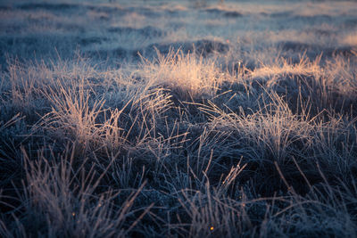 Plants on field during sunset