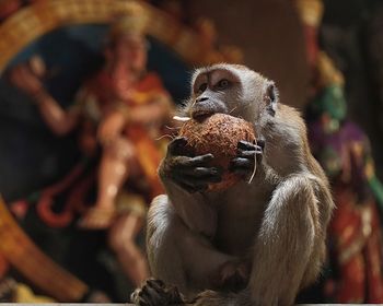 Close-up of monkey eats coconut