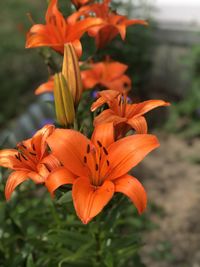 flowering plant