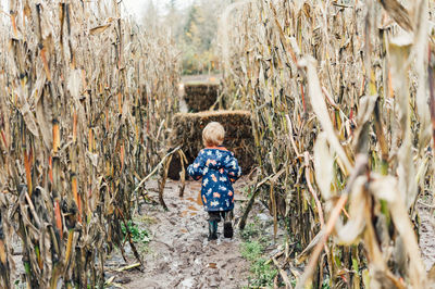 Rear view of boy walking amidst crops at farm