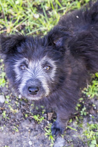 High angle portrait of dog