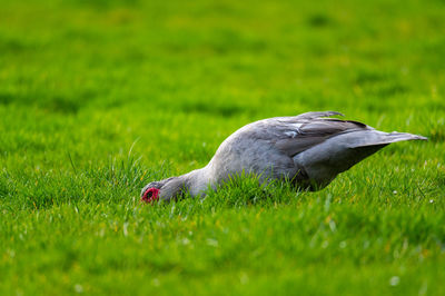 Side view of a bird on field