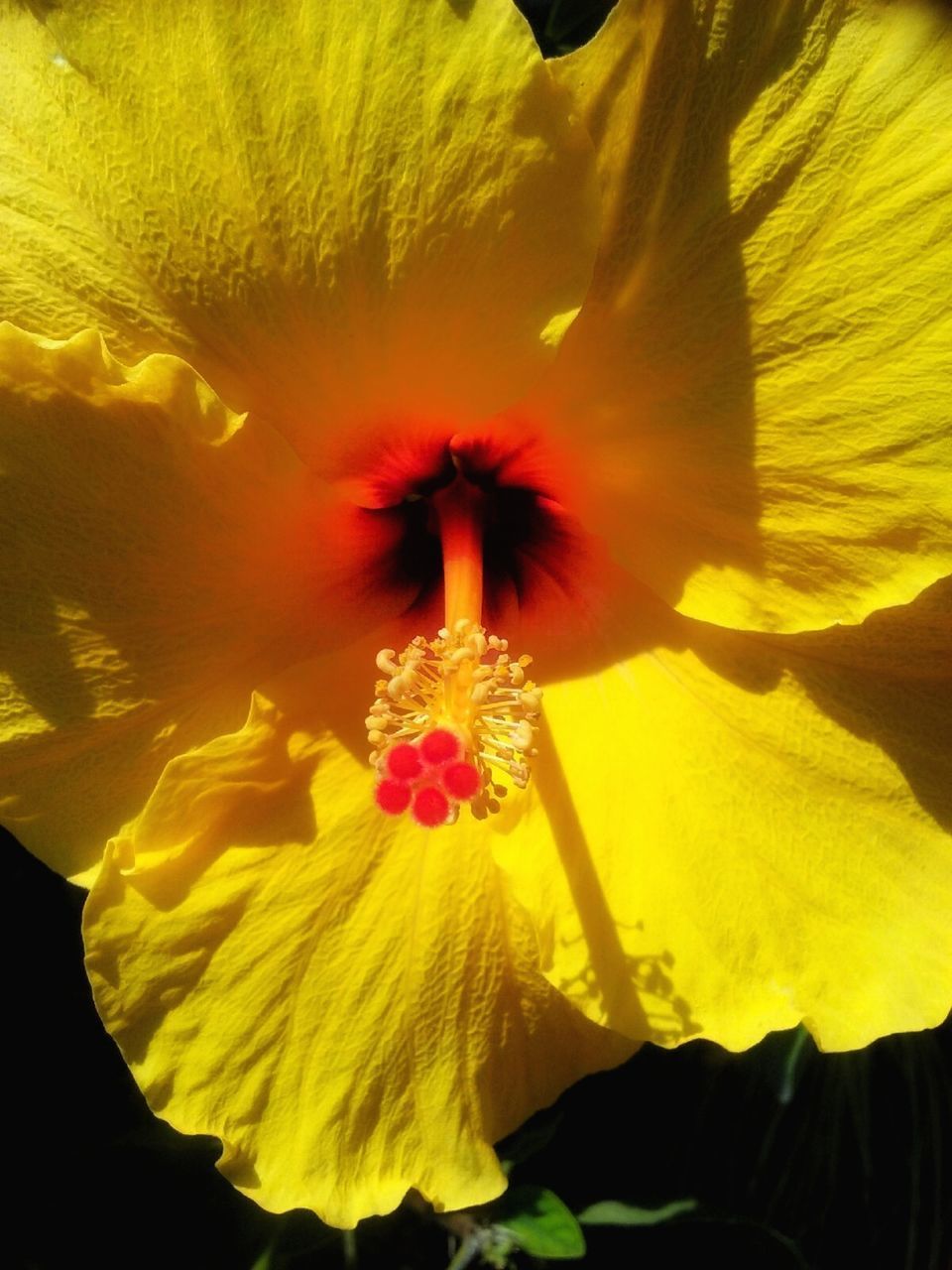 CLOSE-UP OF RED HIBISCUS