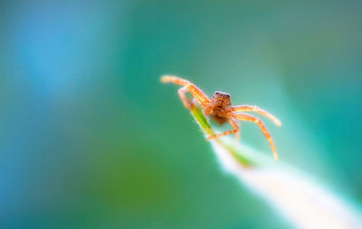 Close-up of spider