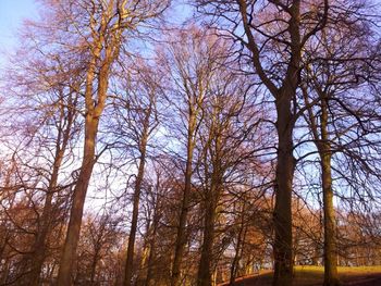 Low angle view of bare trees against sky